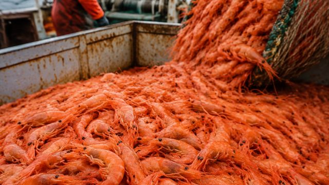 New Opportunities: Northern Shrimp Fishery Set to Reopen in Newfoundland