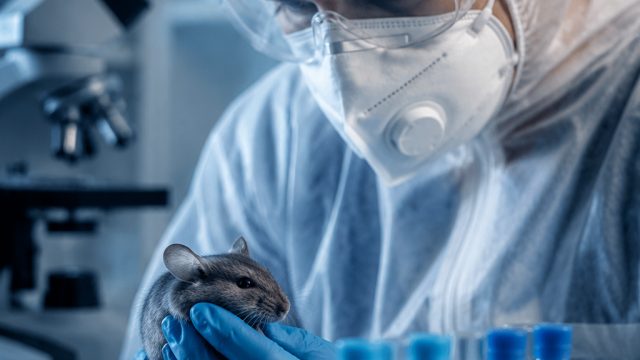 End of Hantavirus Quarantine: What It Means for Public Health